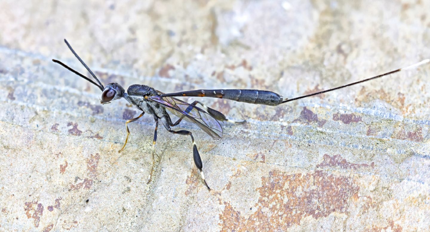 Gasteruptium-opacum?